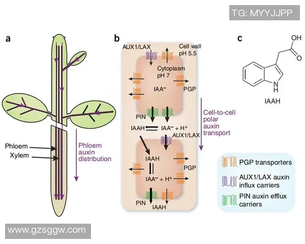 探索ATP足球的魅力与发展历程，揭示其对全球体育文化的深远影响